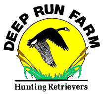 Welcome to Deep Run Farm Hunting Retrievers.