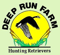 Welcome to Deep Run Farm -  Quality Labrador Retrievers for Performance, Hunting, Conformation, and Companions. Labrador Retriever Puppies bred for outstanding health and temperament.