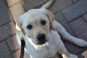 yellow american lab puppies