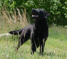 trained dog