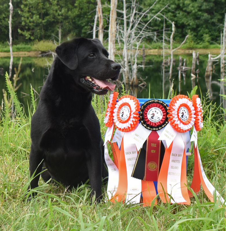 Deep Run Farm Labrador Retriever Puppies