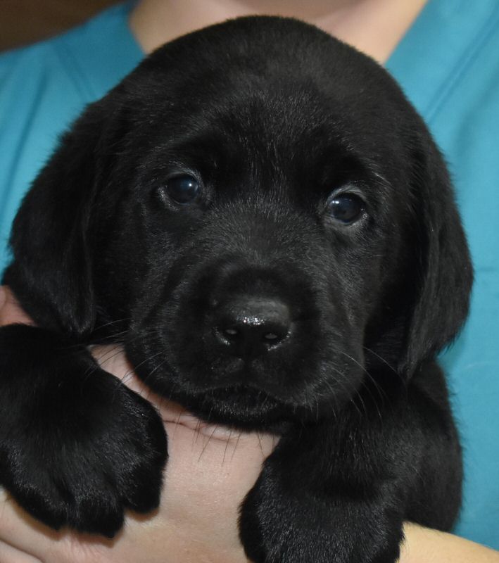 Puppies Quality Labrador Retrievers for Performance, Hunting