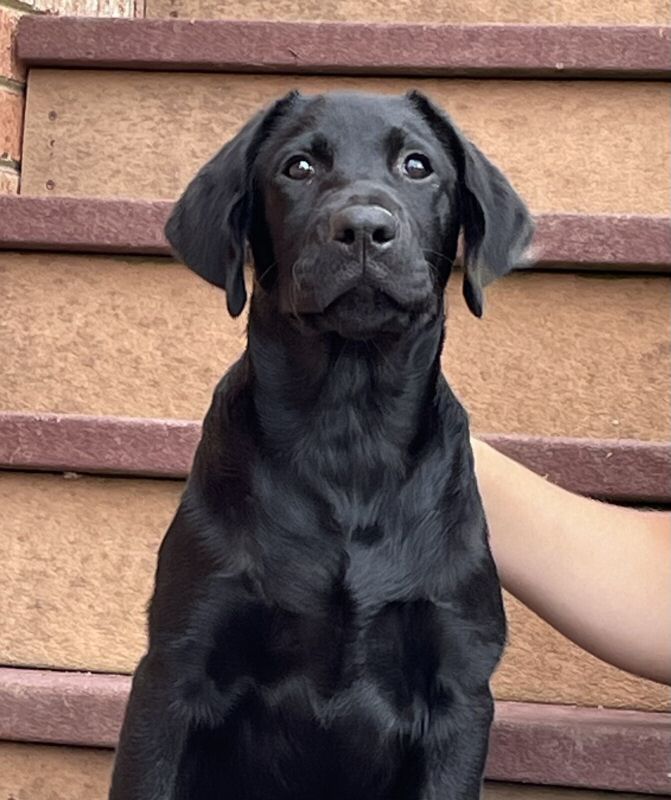 Black Lab Golden Retriever Mix Puppies
