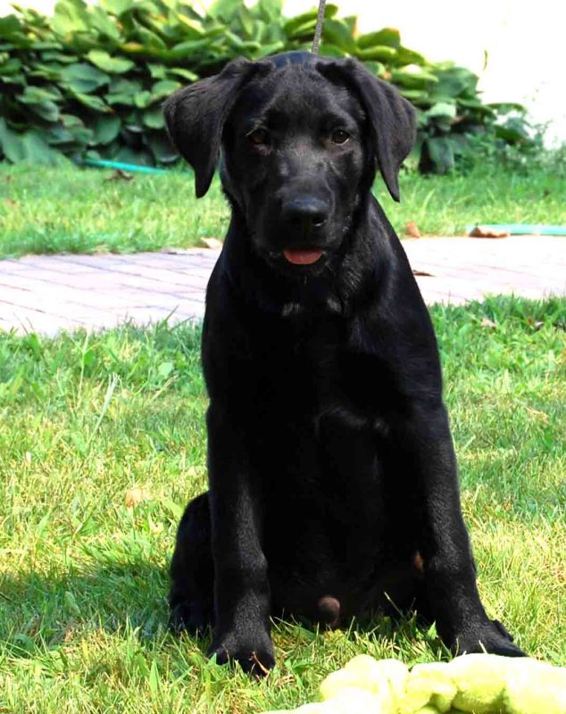 Deep Run Farm Hunting Retriever Puppies Labrador Retriever Chesapeake Bay Retriever