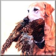 Rooster with retrieved pheasant