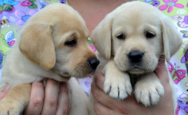 Puppies ready for christmas 2025