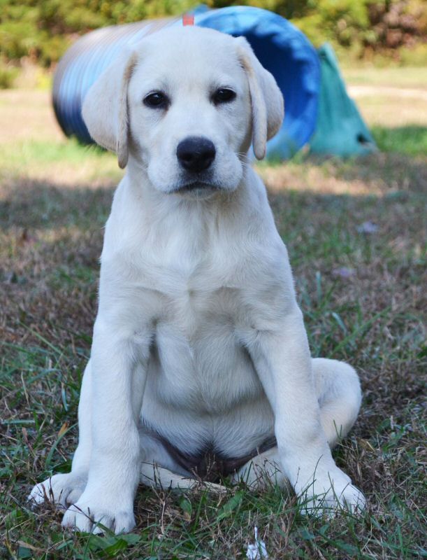 Puppies - Quality Labrador Retrievers for Performance, Hunting