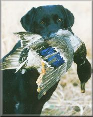 Black Lab with duck