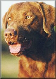 Chocolate Lab