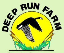 Welcome to Deep Run Farm -  Quality Labrador Retrievers for Performance, Hunting, Conformation, and Companions. Labrador Retriever Puppies bred for outstanding health and temperament.