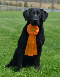 Deep run farms puppies top