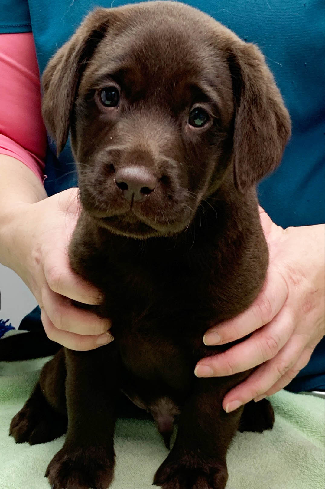 lab puppies for sale in richmond va chocolate lab breeders richmond va dogs in our photo lab puppies for sale in richmond va chocolate lab breeders richmond va dogs in our photo