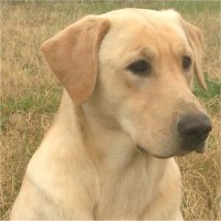 Deep Run Farm Hunting Retriever Breeding Service Labrador Retrievers Labrador Retrievers