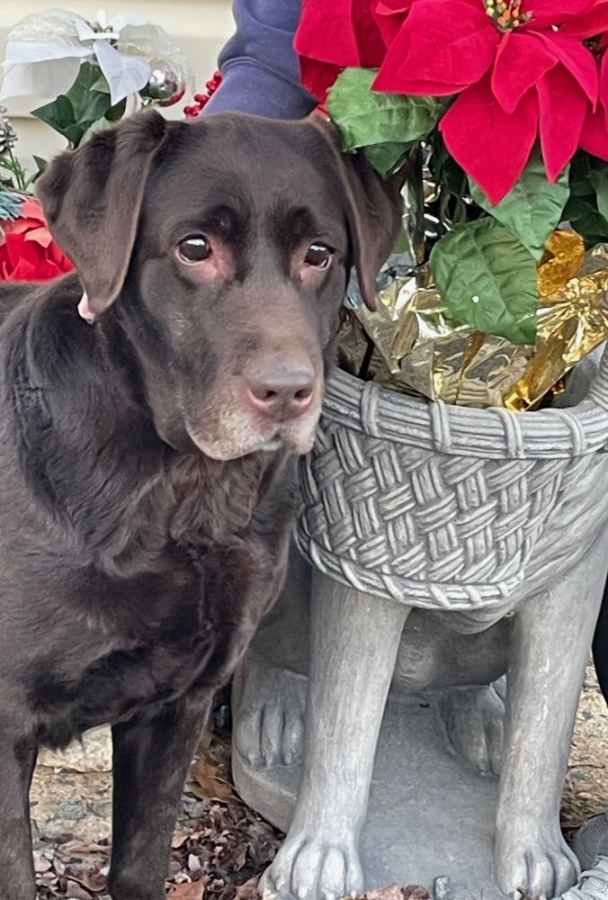 Deep run farms puppies hot sale