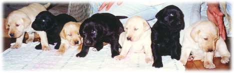 Lab Litter