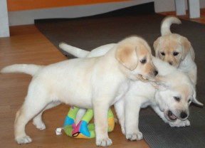 labrador puppies 2 months old