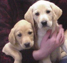 pup2