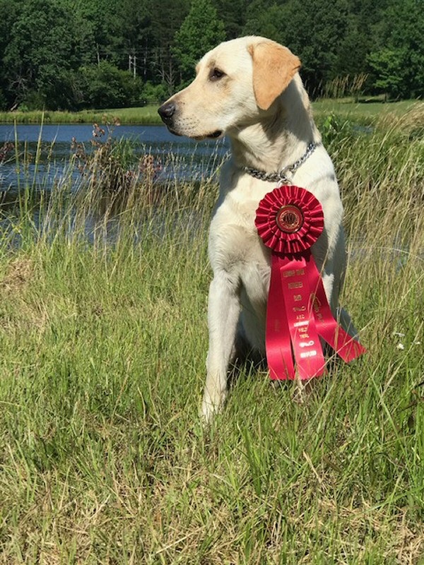 Deep run farms puppies shop