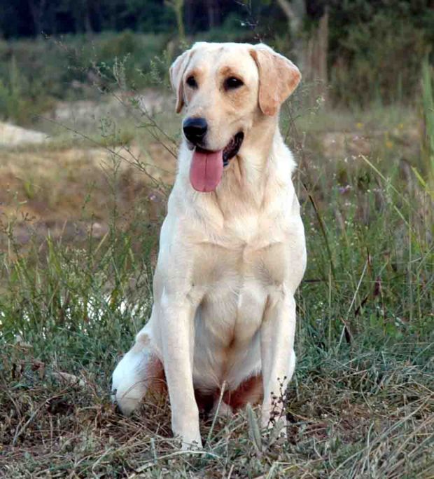 Deep Run Farm Hunting Retriever Puppies Labrador Retriever, Chesapeake Bay Retriever