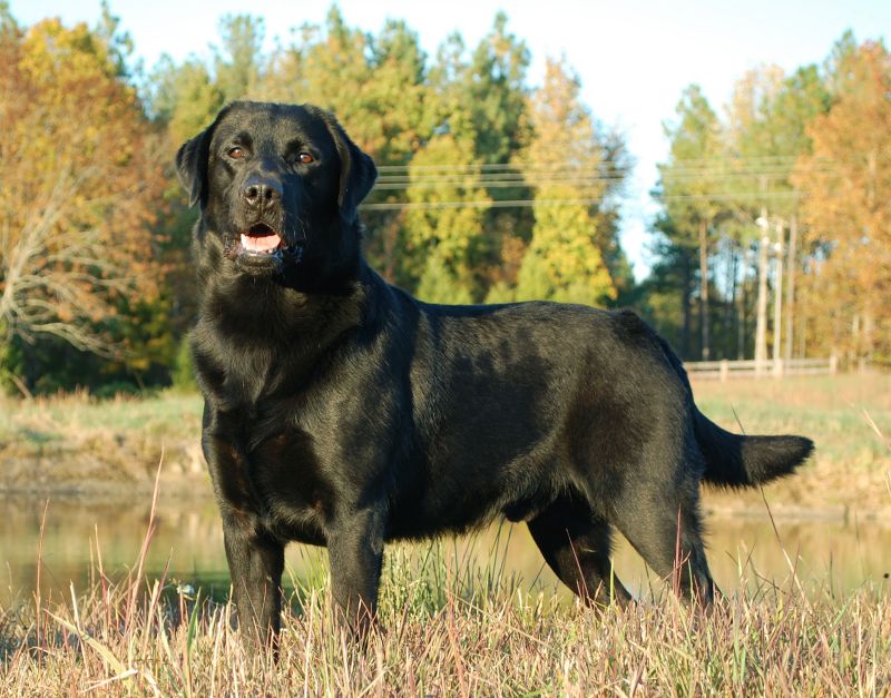 huge labrador retriever