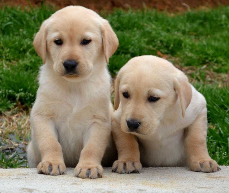 Pepper yellow males pup pic 9