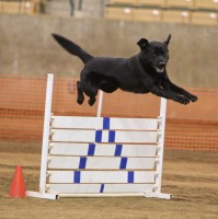 Sam running obstacle course