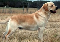 Spencer