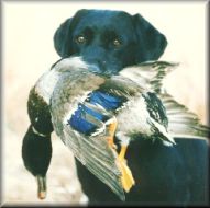 duck retrieve