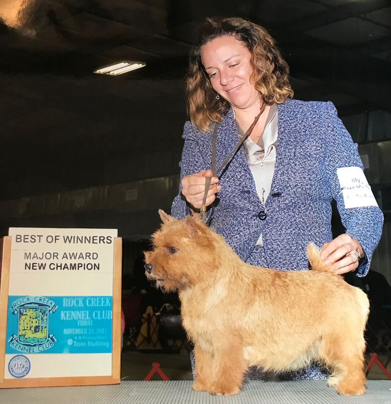 norfolk terrier kennel club