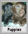 Puppies